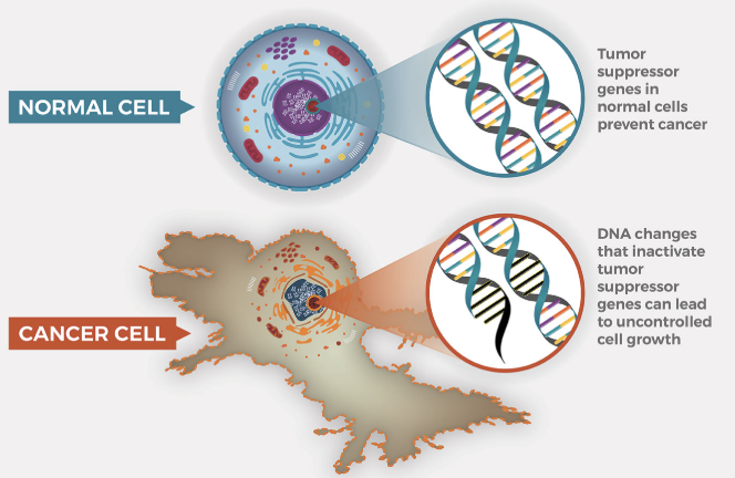<p>Normal, healthy genes that stop cell division. Mutations may convert them to "oncogenes" that are always OFF.</p>