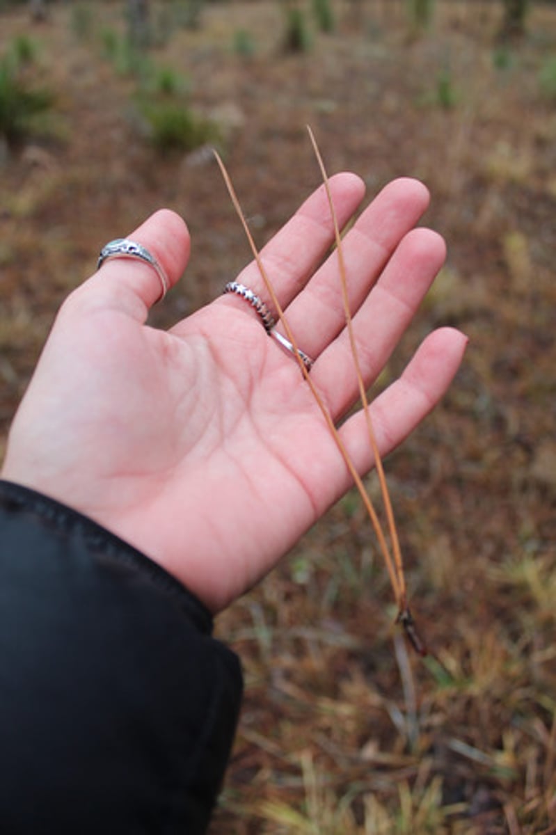 <p>is this from a slash or longleaf pine?</p>