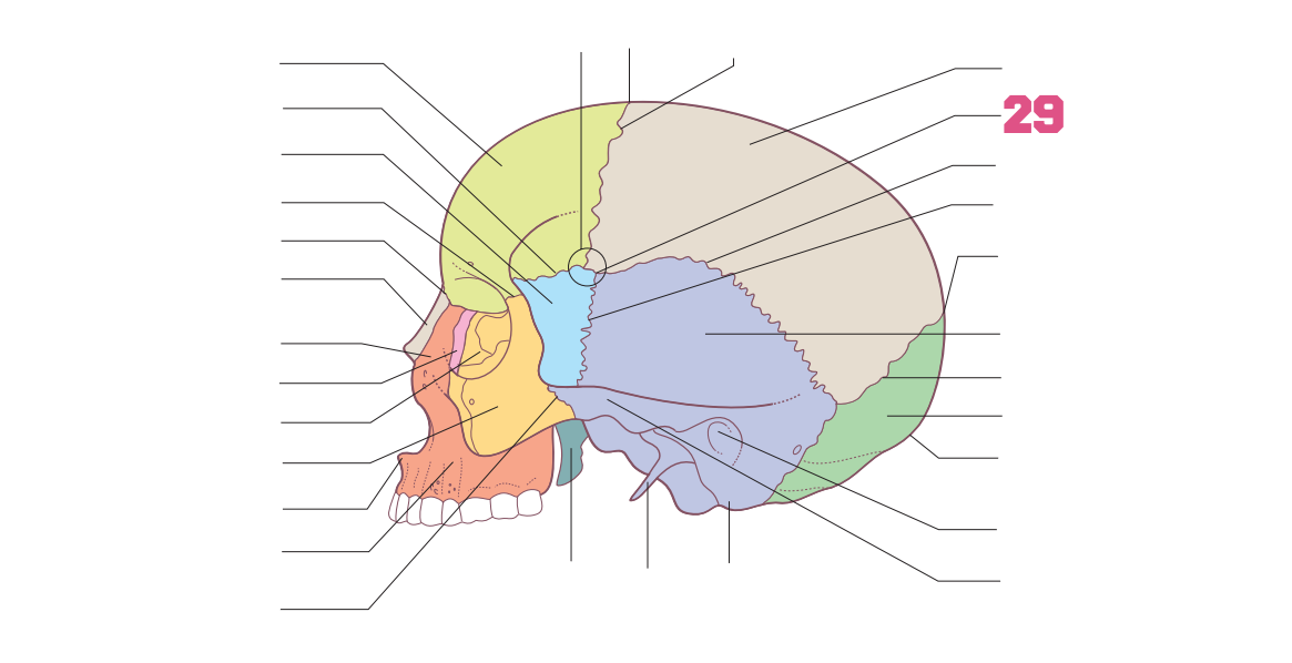 <p>29</p>