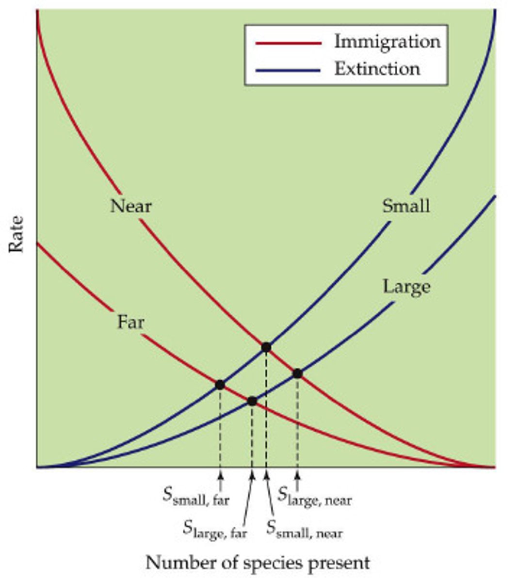 <p>the number of species on an island reflects a balance between immigration/dispersal rates and extinction rates</p>