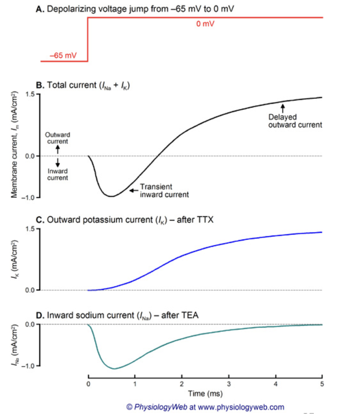 <ul><li><p>Reveals <strong>macroscopic currents</strong> (sum of all channel activity).</p></li><li><p>Can test drug effects on Na+ and K+ currents.</p></li><li><p>But can’t tell whether a drug:</p><ul><li><p>Blocks channels directly, or</p></li><li><p>Changes <strong>channel open time</strong> or <strong>gating</strong>.</p></li></ul></li><li><p>So clamp data shows <strong>total current</strong>, not <strong>single-channel behavior.</strong></p></li></ul><p></p>