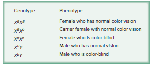 The possible genotypes and phenotypes in both males and females.