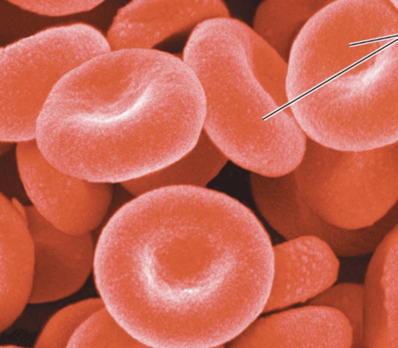 <p>Shape and components facilitate their transport of oxygen and carbon dioxide through blood</p>