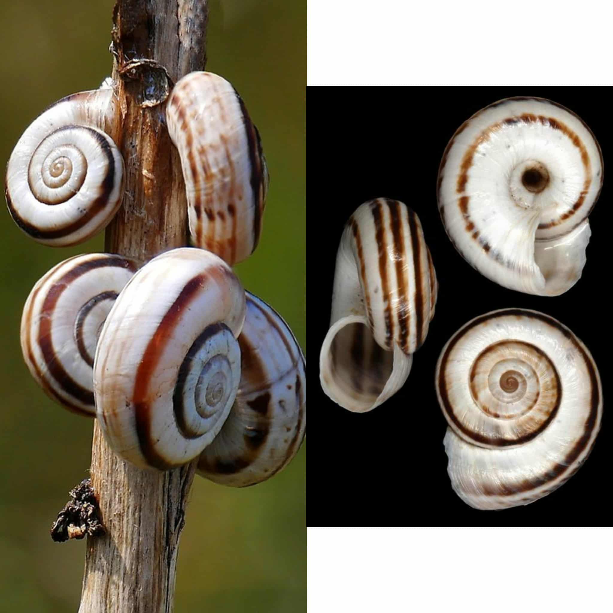 <p>Kmeň: Mollusca (mäkýše)<br>Trieda: Gastropoda (ulitníky)<br>Skupina: Pulmonata (pľúcnatce)</p>