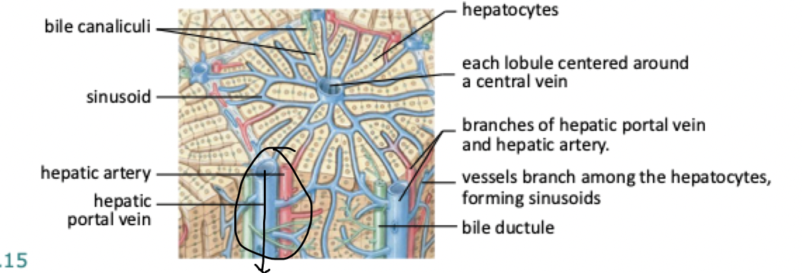 <p>in hepatic lobule</p><ol><li><p><strong>Hepatocytes</strong>&nbsp;(liver cells arranged around central vein) → secrete bile into →</p></li><li><p><strong>Bile canaliculi</strong>&nbsp;<em>(tiny channels btwn hepatocytes where bile is secreted - collect bile and carry it in opposite direction of blood flow (away from central vein)</em> → drain into →</p></li><li><p><strong>Bile ductules</strong>&nbsp;(receive bile from canaliculi and lead to larger ducts outside of lobule)→ merge into →</p></li><li><p><strong>Common hepatic duct</strong></p></li><li><p>From here, bile can take two paths:</p><ul><li><p>Stored in&nbsp;<strong>gall bladder</strong></p></li><li><p>Or go directly through&nbsp;<strong>common bile duct</strong>&nbsp;to small intestine</p></li></ul></li><li><p><strong>Common bile duct</strong>&nbsp;passes through the&nbsp;<strong>sphincter of Oddi</strong>&nbsp;and empties bile into the&nbsp;<strong>duodenum</strong>&nbsp;(the first part of the small intestine)</p></li></ol><p></p>