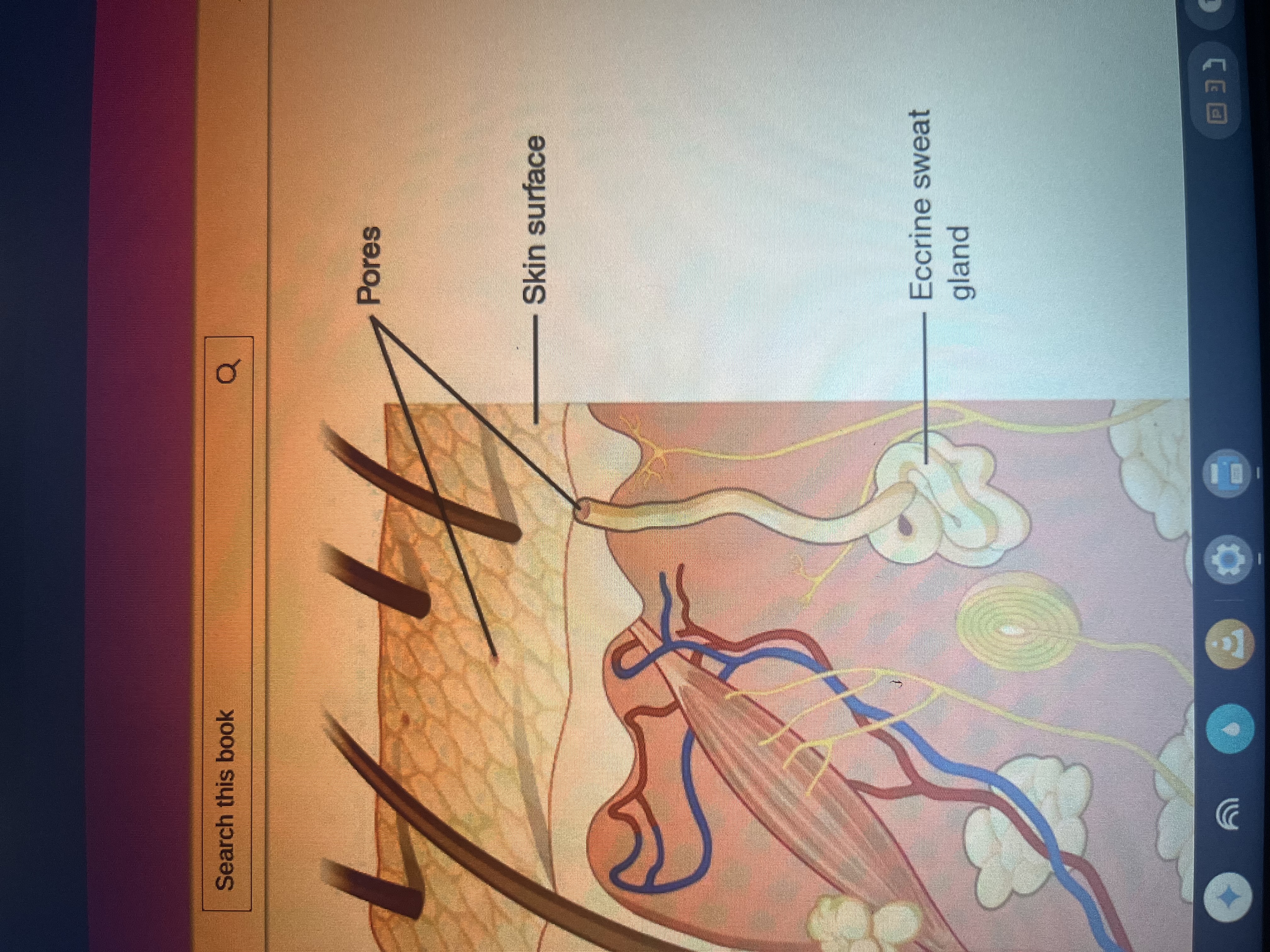 <p>Sweat gland duct</p>