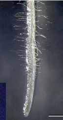 <p>extension of the roots that</p><p>absorb a considerable amount</p><p>of water by forming an intimate</p><p>association with soil particles.</p>