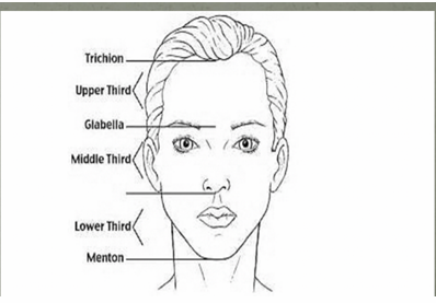 <p><strong>Anthropometry</strong> is the scientific study of <strong>human body measurements and proportions</strong></p><p></p><p><strong>In dentistry the references are:</strong></p><ul><li><p>Trichion (hairline) to glabella upper third (smooth area between eyebrow, above nose)</p></li><li><p>Glabella to subnasale middle third (where nasal septum meets upper lip)</p></li><li><p>Subnasale to menton lower third (lowest point of the chin)</p></li></ul><p></p>
