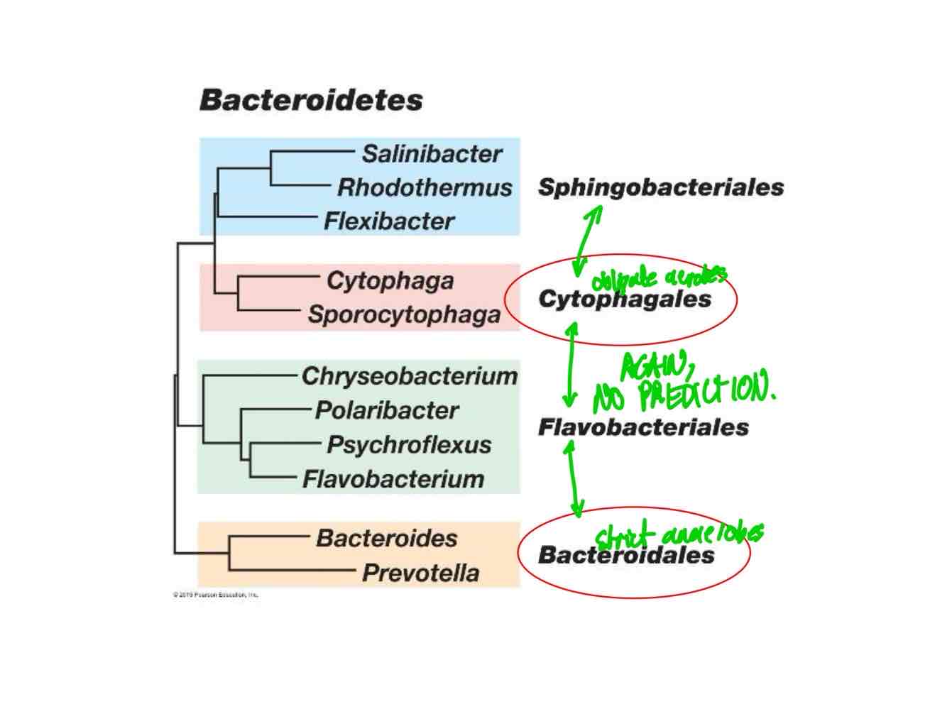 <ul><li><p>Also known as the “second largest typical gram negatives.”</p></li><li><p>Includes both aerobes and anaerbes.</p></li><li><p>Has few unifying characteristics.</p></li></ul>