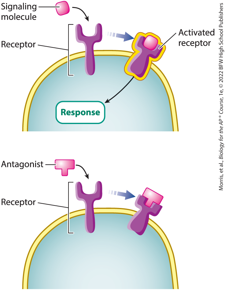 <p>a ligand that binds a receptor and inhibits a response; doesn’t allow any other ligand to bind to the receptor so the cell’s response to the signaling molecule is suppressed</p>