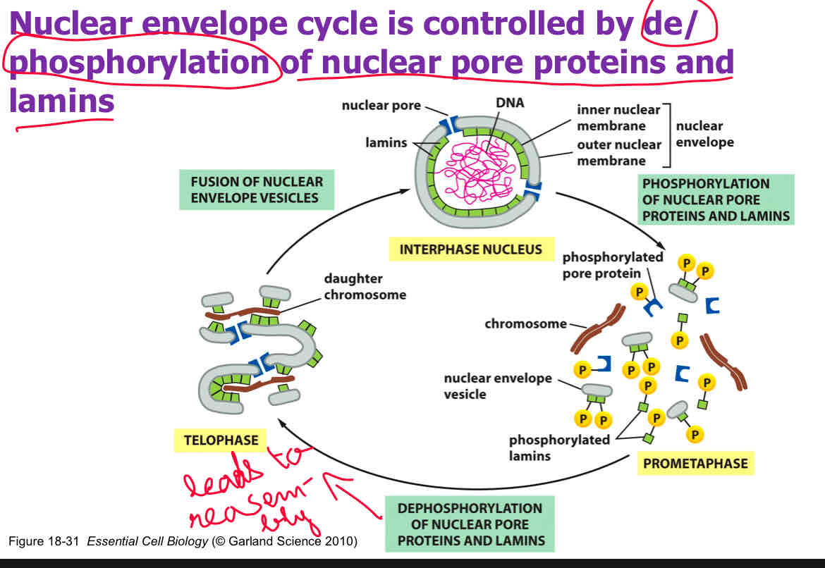<p>Nuclear (<span>Nuclear envelope cycle is controlled by de/phosphorylation of nuclear pore proteins and lamins)</span></p><p><span>attach slide 22</span></p>
