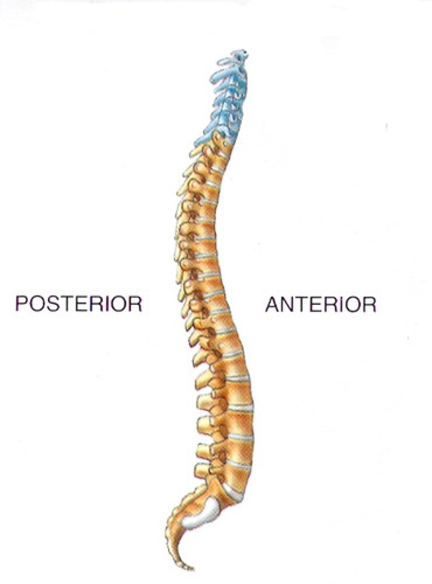 <p>What type of vertebrae is shown in blue?</p>