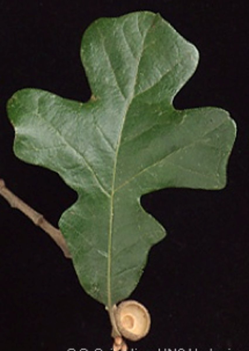 <p>Quercus stellata, Fagaceae</p>