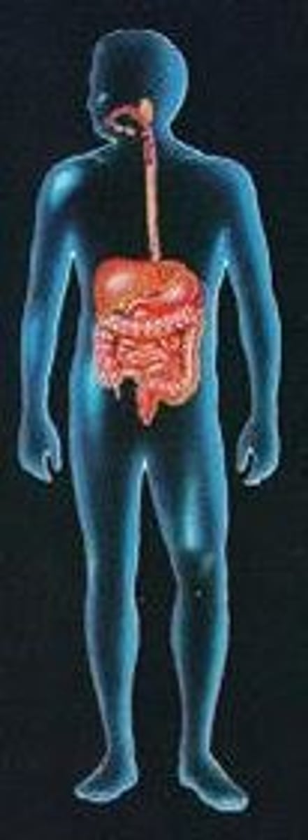 <p>Consists of teeth, tongue, salivary glands, esophagus, stomach, small &amp; large intestines, liver, gallbladder, pancreas <br>--&gt; Function: nutrient breakdown &amp; absorption. Liver functions include metabolism of carbohydrates, lipids, proteins, vitamins &amp; minerals; synthesis of plasma protein, disposal of drugs, toxins and hormones, and cleansing of blood</p>