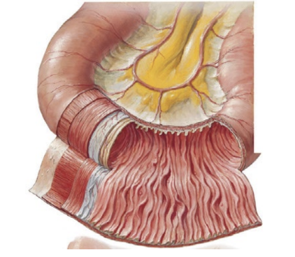 <p>region of small intestine</p><ul><li><p>middle section</p></li><li><p>slightly larger lumen</p></li><li><p>many plicae circulares</p></li></ul><p></p>