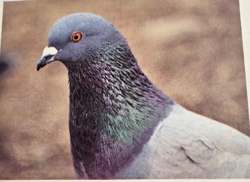 <p>nostril openings are partly covered by an operculum (can be membranous or fleshy)</p>