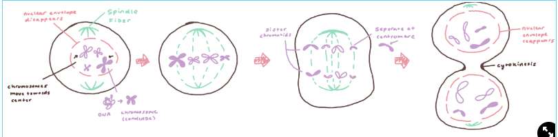 <ul><li><p><strong>Prophase</strong></p><ul><li><p>nuclear envelope disappears</p></li><li><p>DNA coils into chromosomes</p></li><li><p>fibers move chromosomes toward the center of the cell</p></li></ul></li><li><p><strong>Metaphase</strong></p><ul><li><p>fibers align chromosomes at the center of the wall</p></li></ul></li><li><p><strong>Anaphase</strong></p><ul><li><p>fibers separate chromosomes to chromatids</p></li><li><p>chromosomes separate at the <em>centromere</em></p></li></ul></li><li><p><strong>Telophase</strong></p><ul><li><p>nuclear envelope reappears</p></li><li><p>chromosomes begin to uncoil</p></li></ul></li><li><p><strong>Cytokinesis</strong> </p><ul><li><p>the actual splitting of the cell into two new daughter cells</p></li></ul></li></ul>