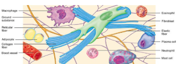 <p>Connective tissues</p>