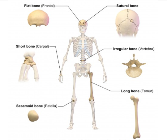 <p>What are the types of bones? (5) </p>