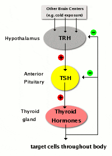<p>hypothalamus → TRH →<span style="color: green"><strong> (+)</strong></span> anterior pituitary (thyrotrophs) → TSH → <span style="color: green"><strong>(+)</strong></span> thyroid gland → T4/T3 → has its effects on the body</p><p>T4/T3 → <span style="color: red"><strong>(-)</strong></span> anterior pituitary thyrotrophs &amp;<span style="color: red"><strong> (-) </strong></span>hypothalamus</p><p>TRH in excess can stimulate lactotrophs to release PRL</p>