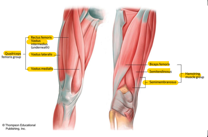 (Rectus femoris)
Origin: anterior inferior iliac spine

Insertion: Patellar ligament into tibial tuberosity

Function: Knee extension and hip flexion

(Vastus lateralis)
Origin: Linea aspera

Insertion: same

Function: Knee extension

(Vastus intermedius)
Origin: Anterior femur

Insertion: same

Function: same

(Vastus medialis)
Origin: Linea aspera - same as lateralis

Insertion: same

Function: same