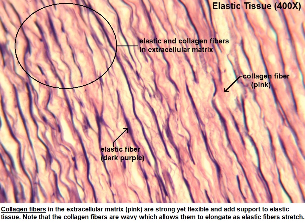 <p>fibers have a very resilient nature, which is important in areas like the lungs, aorta, and skin.</p>