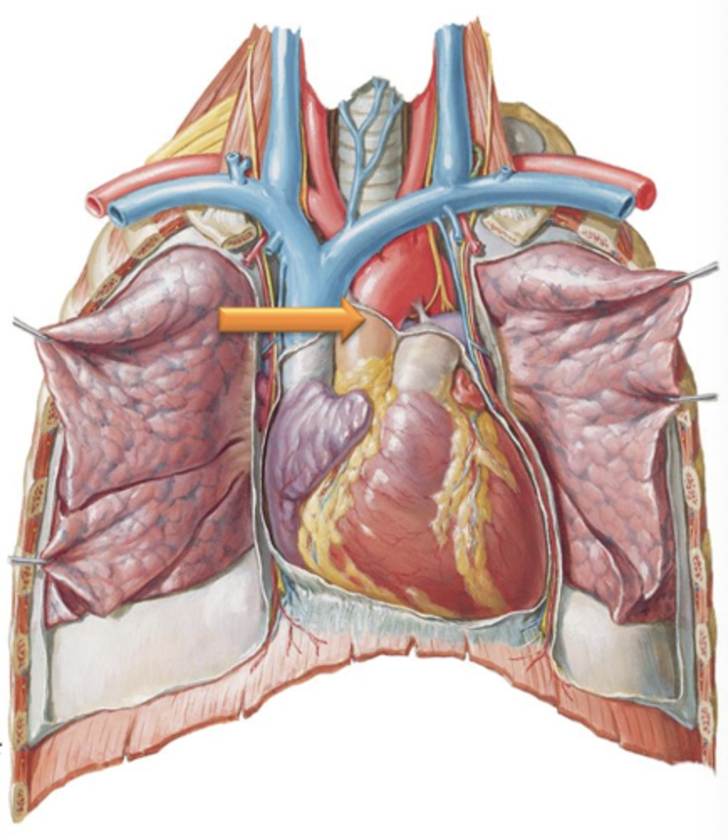 <p>Major vessel that supplies the entire body with blood and originates at the aortic semilunar valve within the left ventricle of the heart.</p>