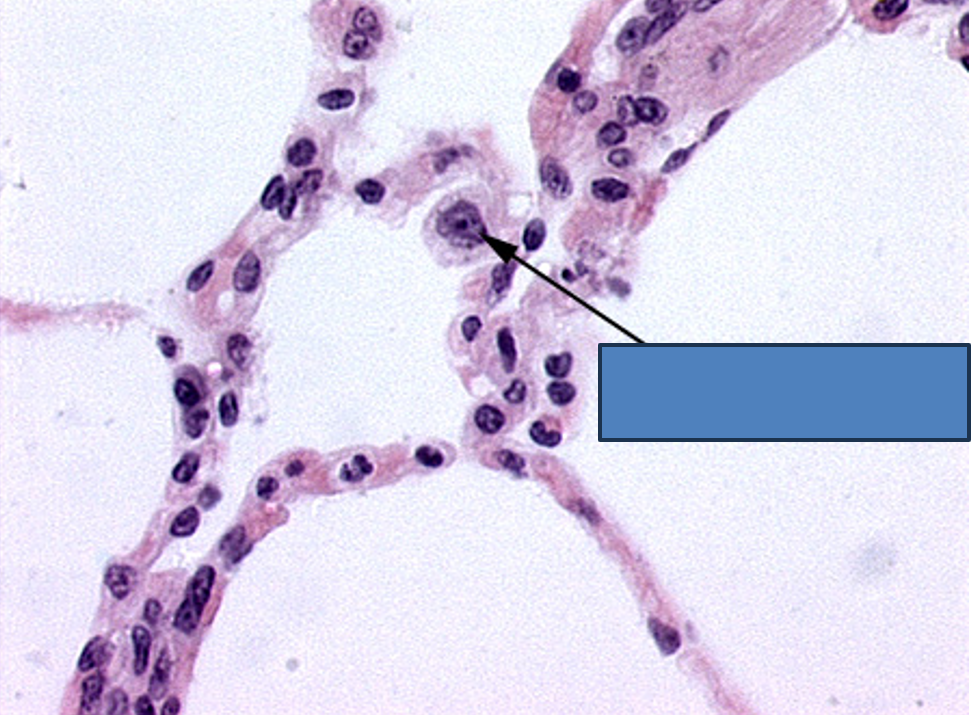 <p>Identify this structure</p>