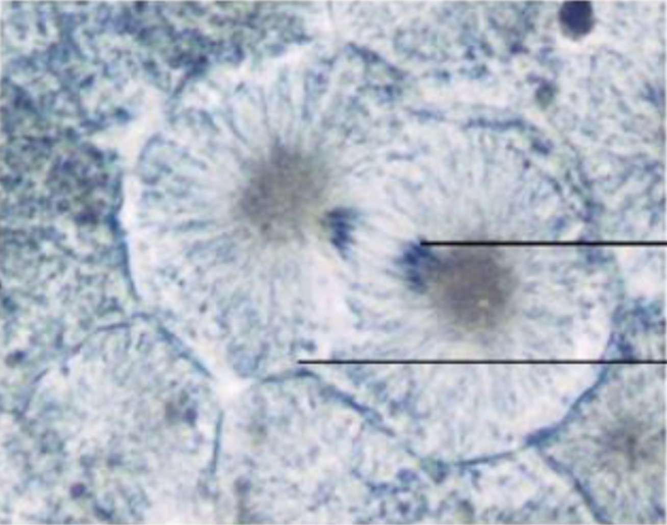 <p>What is the phase of the cell? What do the pointers point to?</p>