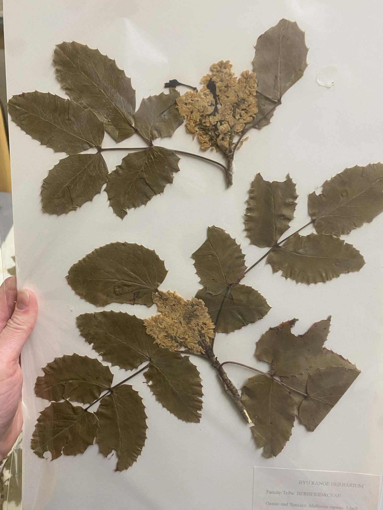 <p>Berberidaceae, P, N, Berberis repens, oregon grape</p>