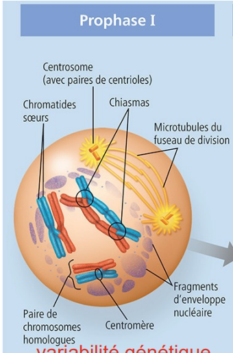 <p>- Appariement des chromosomes homologues répliqués; ← union par paire</p><p>- Échange de segments.← enjambement de matériel génétique avec des chromosomes homologues (même gène)</p>