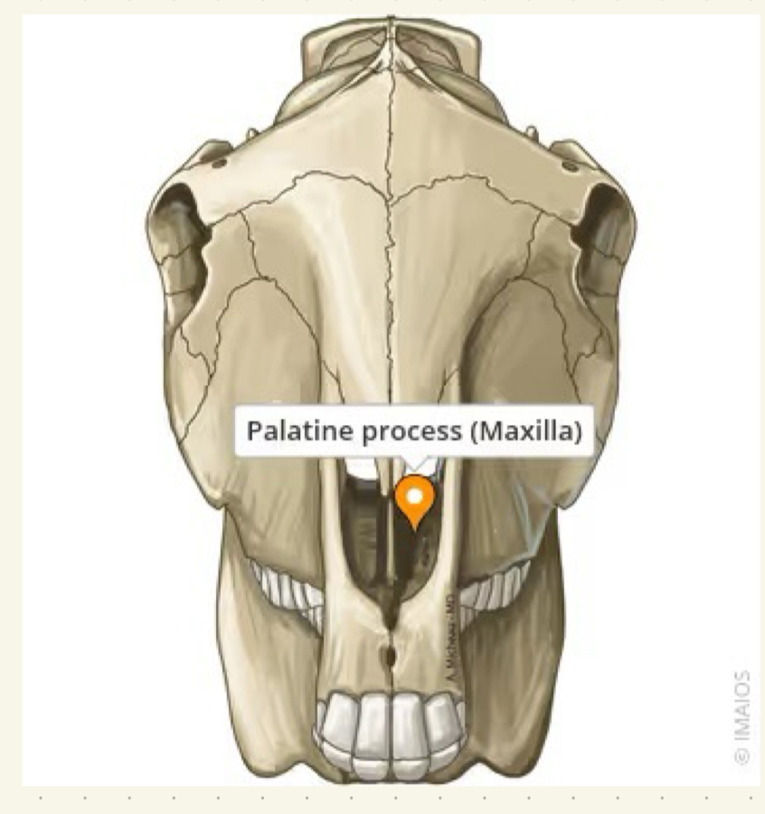 <p>maxilla</p>