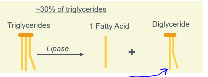 <p>mechanic: chewing. chemical: lingual lipase</p>