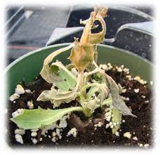 <p>What disease is this?</p>