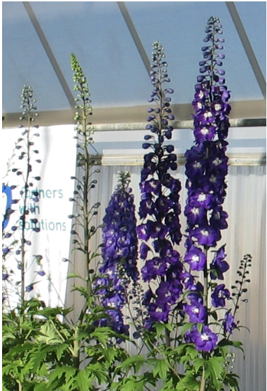 <p>Name This Flower</p>