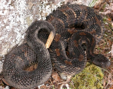 <p><strong>Crotalus horridus</strong></p>