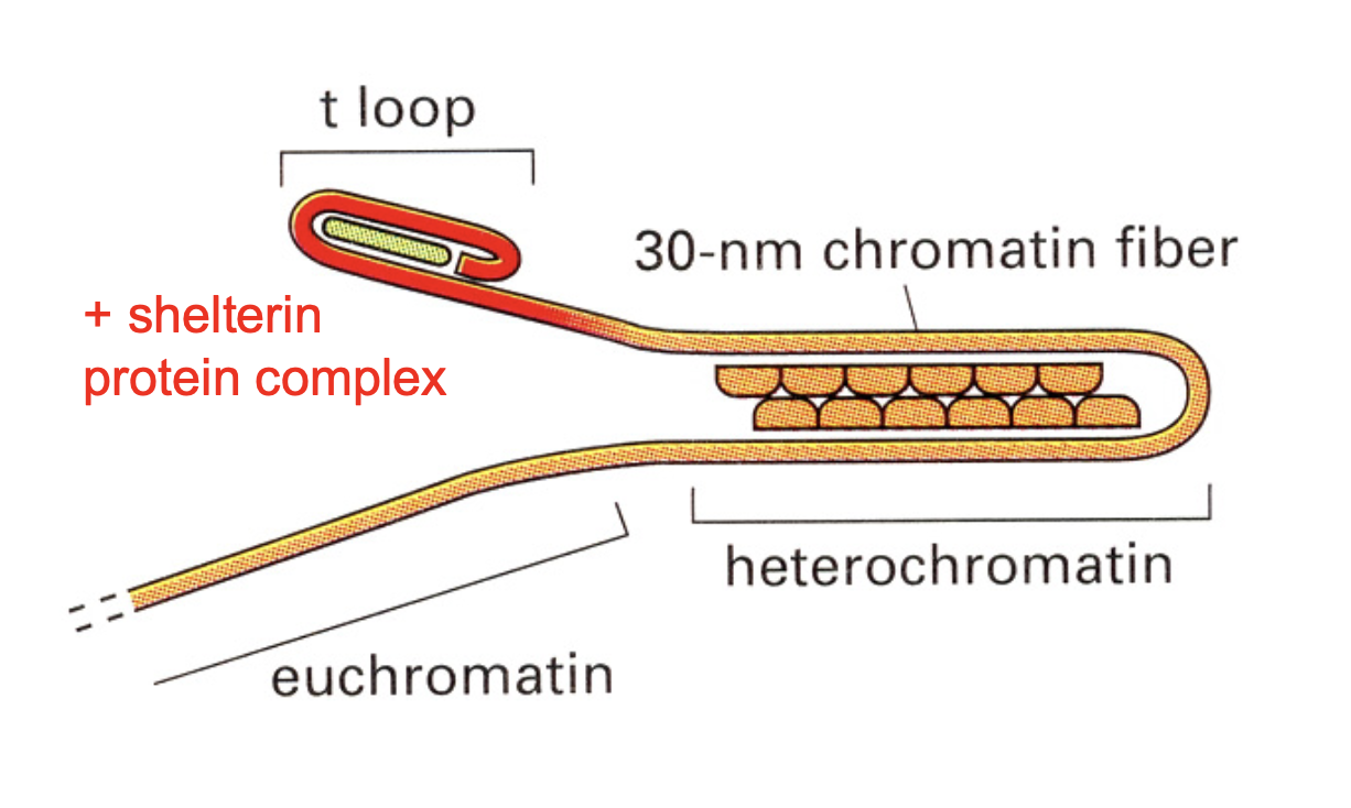<ul><li><p>specilaised telomeric heterochromatin&nbsp;</p></li><li><p>attracts a protective protein complex called→<strong> shelterin</strong></p></li></ul><p></p>
