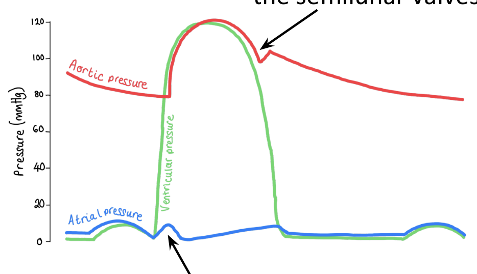 <p>explain what happens on this part of the graph</p>
