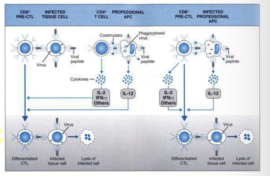 <p>Necessitano sempre del doppio segnale e quindi: il primo dato dal riconoscimento dell’antigene (presentazione di un peptide antigienico sul MHC 1) e il secondo segnale dato dalle molecole di stimolo fornite dalle APC o citochine prodotte da linfociti Th.</p><p>Quindi:</p><ul><li><p>L’attivazione di una CD8 citotossica da parte di una APC infettata: l’APC va a presentare sia il peptide antigienico con MHC1 e a fornire il secondo segnale attraverso le molecole costimolatorie. CD8 si differenzia in CD8 citotossica ed elimina la cellula infettata</p></li><li><p>Attivazione di CD8 citotossica che risponde al complesso MHC-peptide virale presentato da cellula somatica infettata: quest’ultima non è in grado di fornire secondo segnale costimolatorio che viene dato da una cellula Th attivata da un APC che va a produrre citochine che agiscono sul CD8 attivandolo così che possa lisare il bersaglio.</p></li></ul><p></p>