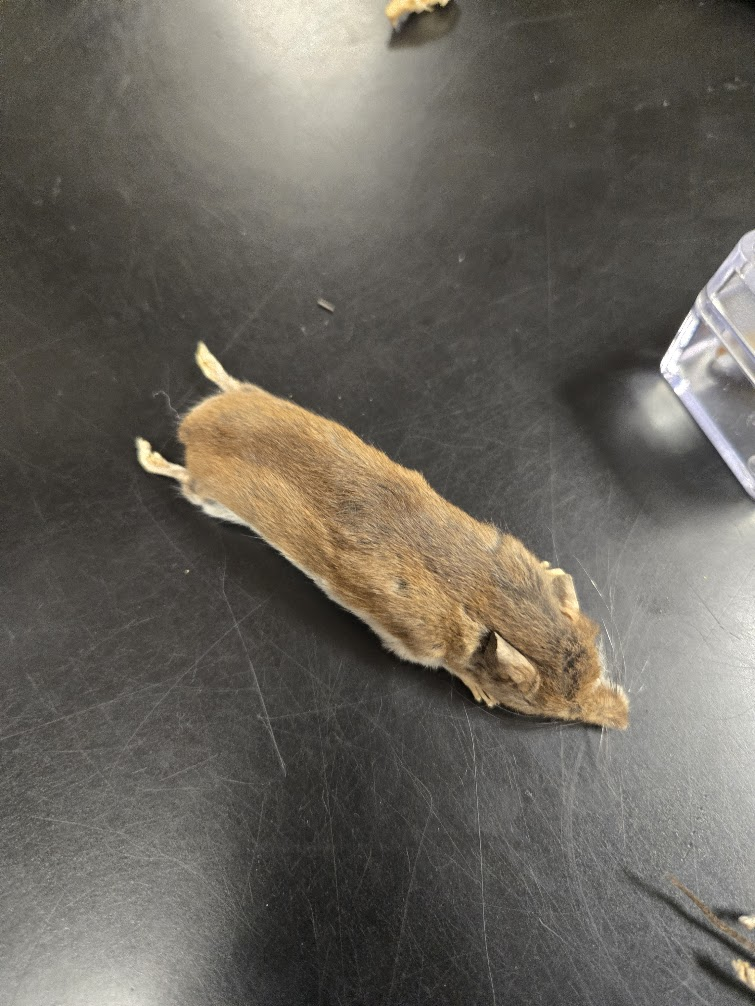 <p><span><span>▣ large protruding eyes,</span></span><br><span><span>black eyes, large ears,</span></span><br><span><span>long coarse whiskers,</span></span><br><span><span>upperparts gray to</span></span><br><span><span>reddish brown and</span></span><br><span><span>underparts are white</span></span><br><span><span>▣ Furred tail</span></span></p>