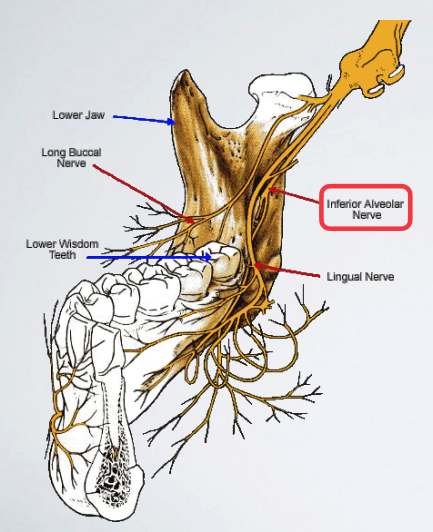 <p>inferior alveolar n. provides sensory innervation to …/</p>