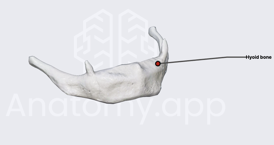 <p>attachment point for the tongue and neck muscles</p><ul><li><p>only bone not directly attached to another bone</p></li></ul><p></p>