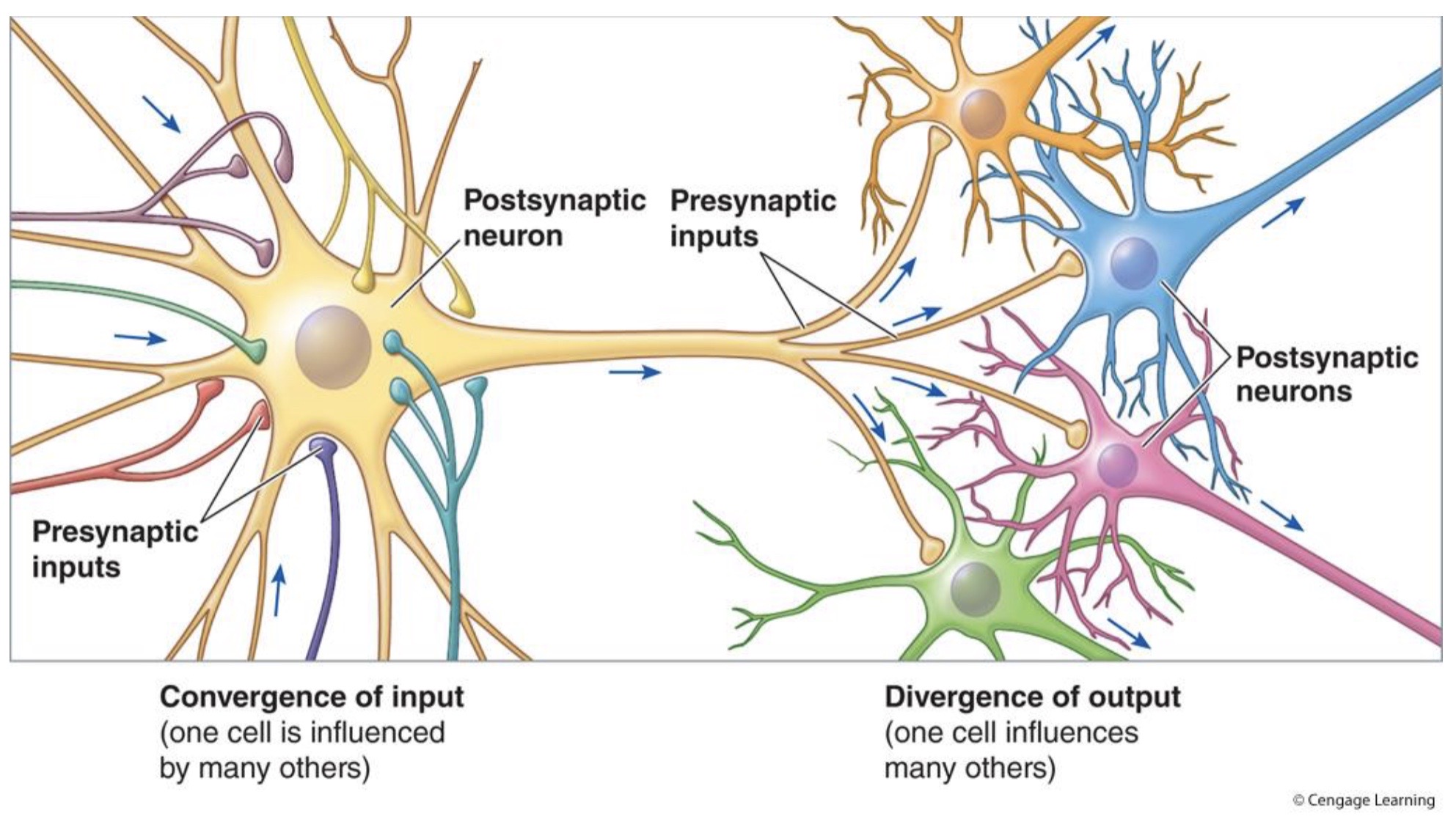<p>50-100 synapses</p><p>( aka 50-100 graded potentials ) </p><p>that all have to <strong>get ADDED TOGETHER </strong>to get the neuron to threshold at the axon hillock </p>
