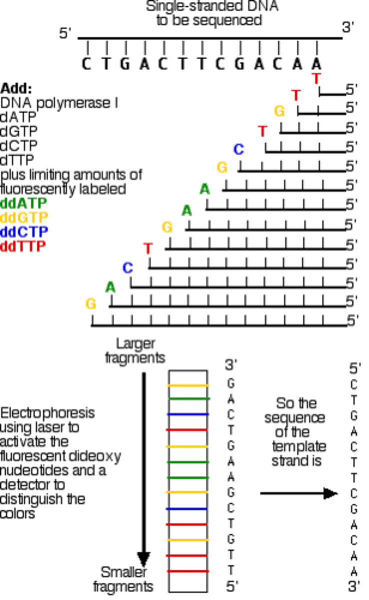 <p>Method of DNA sequencing that uses dideoxynucleotides.</p>