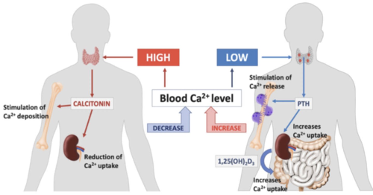 <p>Calcitonin &amp; parathyroid hormone</p>
