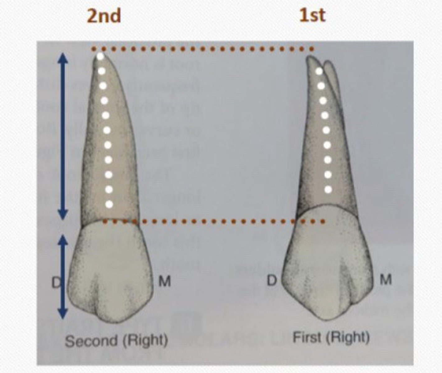 <p>On the second premolar, Root is __ on</p><p>average than the first premolar root</p>
