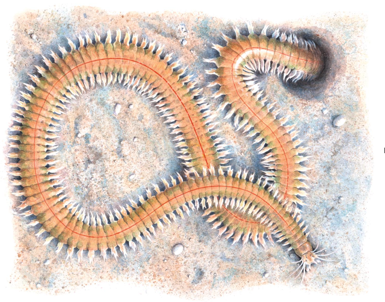 <p>Annelids: Rag Worm</p><p>(Looks like brown, pink slimy worms)</p>