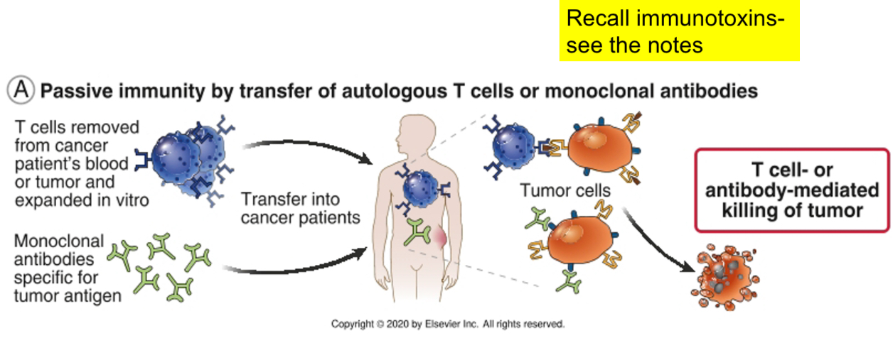 <p><span><strong><span>Injecting monoclonal antibodies to tumor antigens that are coupled with toxins: antibodies activate phagocytes or the complement system or deliver the toxins to the tumor cells (</span><u><span>immunotoxins-magic bullets or guided missiles</span></u><span>).</span></strong></span></p><p><span><span>Bacterial toxins commonly used in immunotoxins include&nbsp;</span><strong><span>Diphtheria toxin&nbsp;(DT)</span></strong><span>&nbsp;and the toxin from Pseudomonas&nbsp;exotoxin&nbsp;(PE). Plant toxins utilized in immunotoxins include the A chain of&nbsp;ricin&nbsp;(RTA), and the ribosome inactivating proteins (RIPs) gelonin, pokeweed antiviral protein, and dodecandron.</span></span></p>