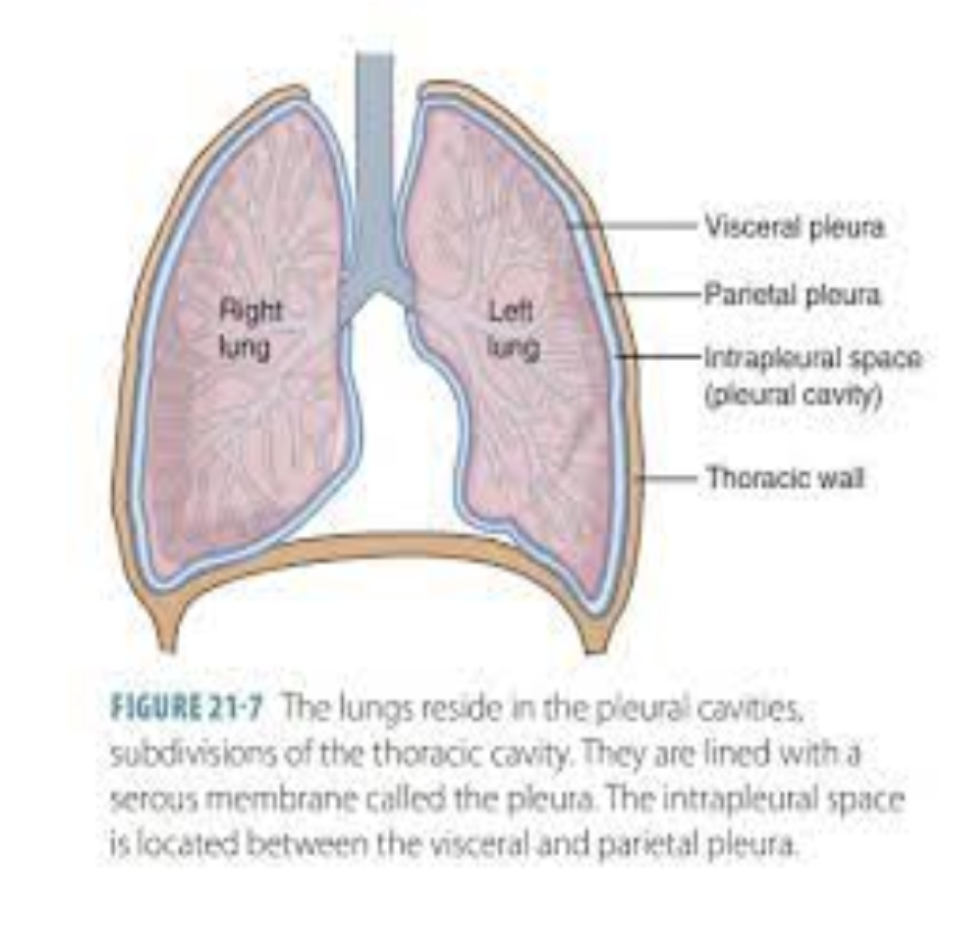 <p>the deep layer of the pleura that directly attaches to the lung</p>