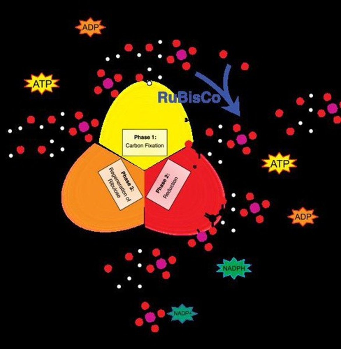 <p>Series of reactions in photosynthesis producing sugars.</p>